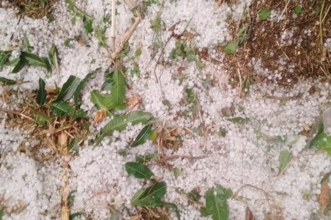 बैतडीमा असिनाले बालीनाली सखाप, किसान चिन्तित 